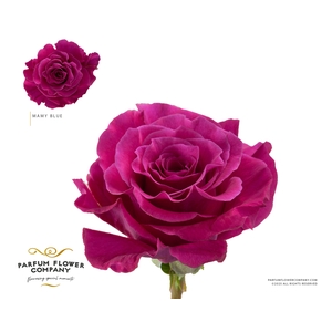 Rosa Garden Mamy Blue