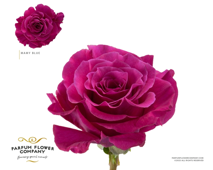 <h4>Rosa Garden Mamy Blue</h4>