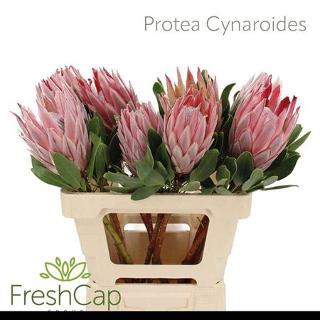 <h4>Protea Cynaroides 60cm</h4>
