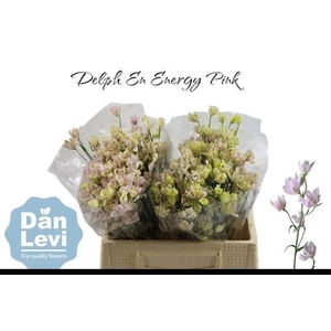DELPH EN ENERGY PINK