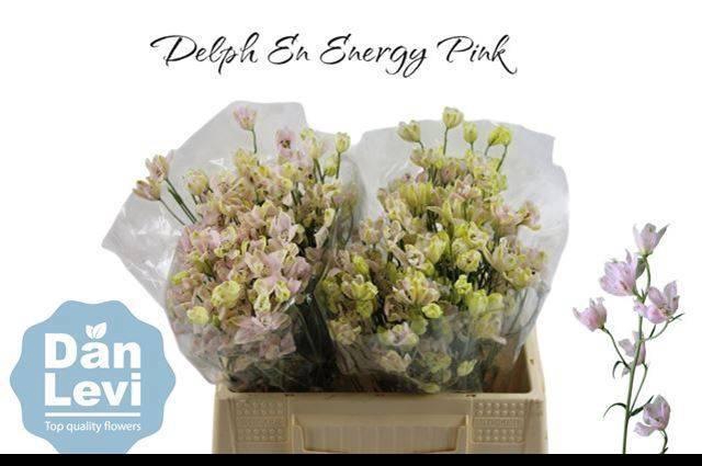 <h4>DELPH EN ENERGY PINK</h4>