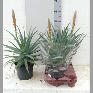 ALOE ARBORESCENS