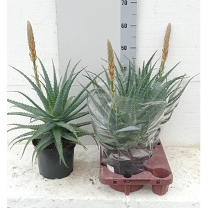 ALOE ARBORESCENS
