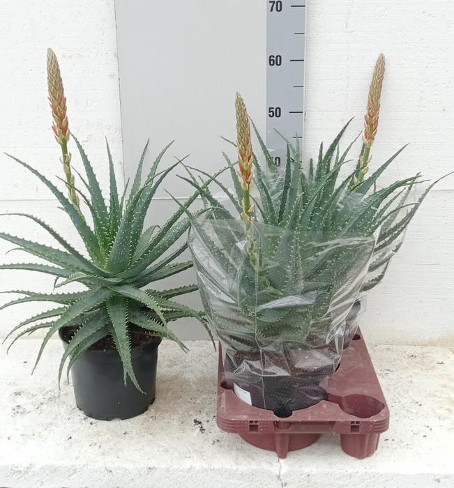 <h4>ALOE ARBORESCENS</h4>