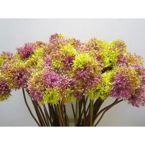 Allium Mount Tropical