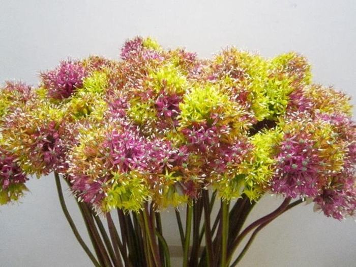 <h4>Allium Mount Tropical</h4>