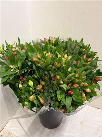 <h4>Alstr Aurora</h4>