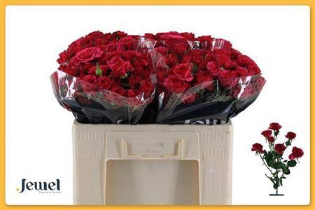 <h4>R Tr Carrie</h4>