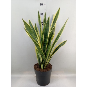Sansevieria trifa. 'Laurentii'