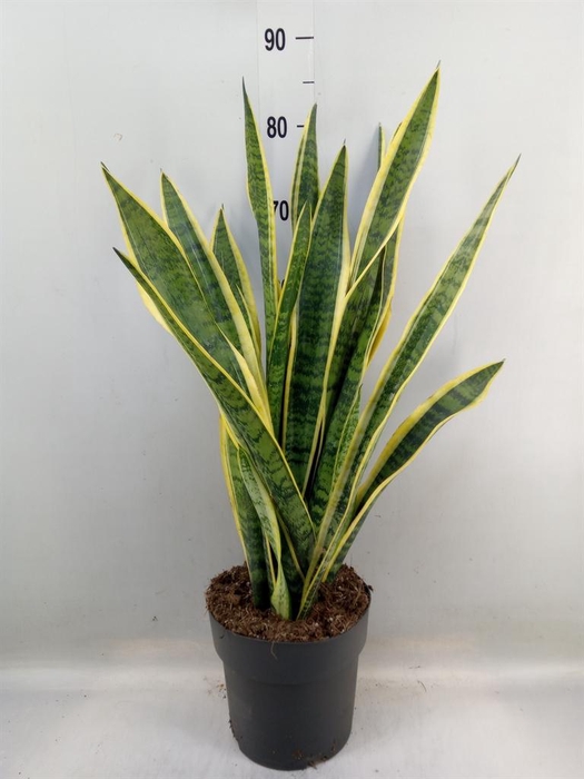 <h4>Sansevieria trifa. 'Laurentii'</h4>