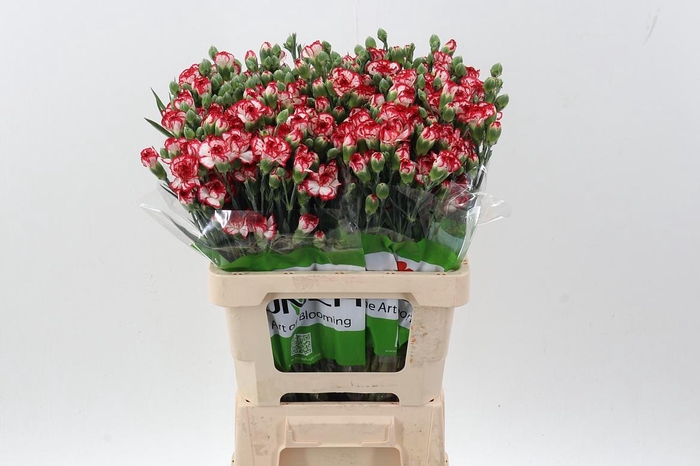 <h4>Di Tr Minuetto   x20</h4>