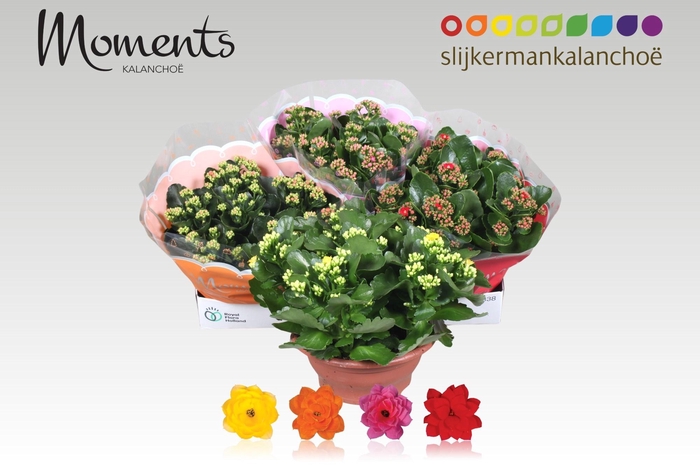 <h4>KAL GE GEM 4 KL</h4>