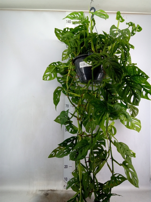 <h4>Monstera obliqua 'Monkey Mask'</h4>