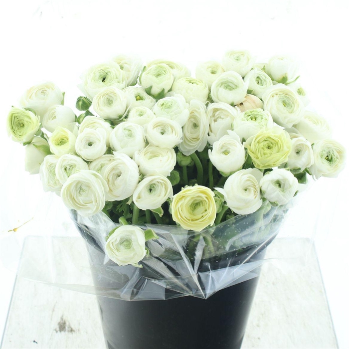 <h4>Ran El Sr White Super</h4>