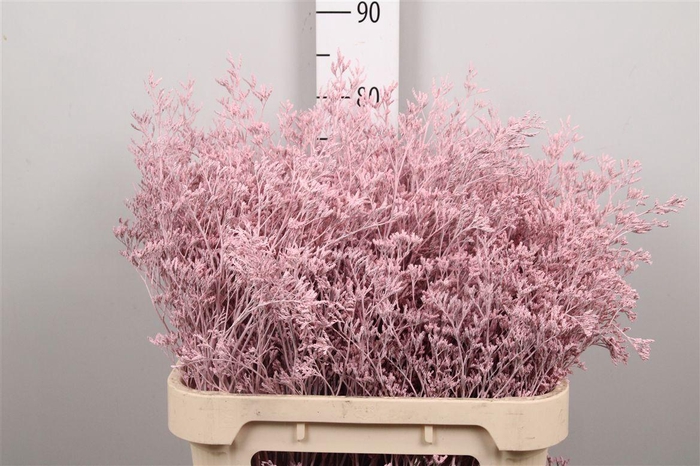 <h4>Lim Klb Licht Rose</h4>