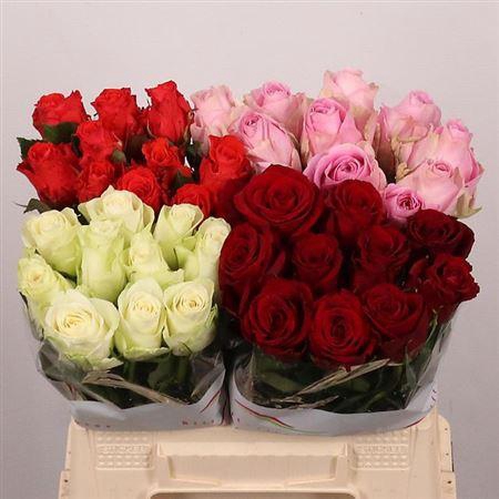 R Gr Gem In Red/white/hot Pink/ Pink