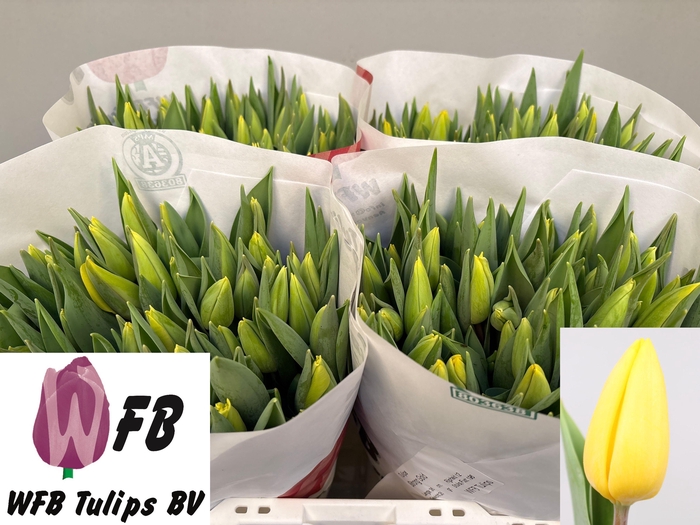 <h4>TU EN STRONG GOLD</h4>