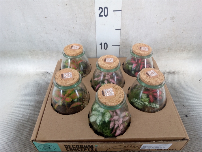 <h4>Arr.   Kamerplant Groen H%</h4>