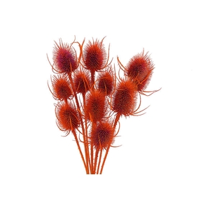 Dried Artz Cardistella Mondriaan Bunch