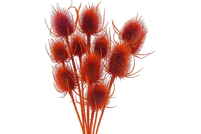 Dried Artz Cardistella Mondriaan Bunch