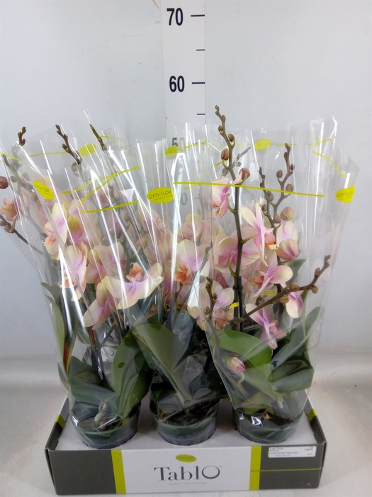 <h4>Phalaenopsis   ...yellow</h4>