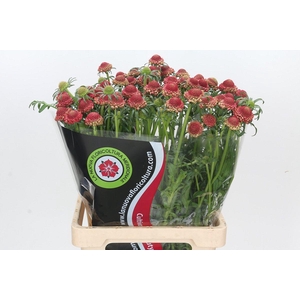 Scabiosa Scoop Hot Pink