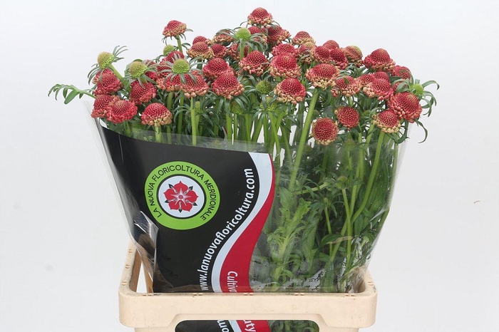 <h4>Scabiosa Scoop Hot Pink</h4>