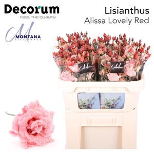 Lisianthus Dye Alissa lovely red