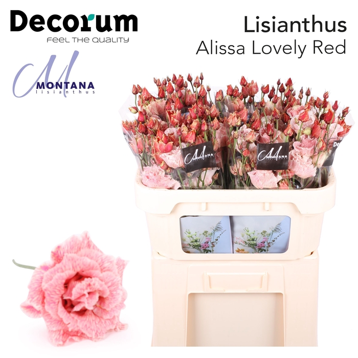 <h4>Lisianthus Dye Alissa lovely red</h4>