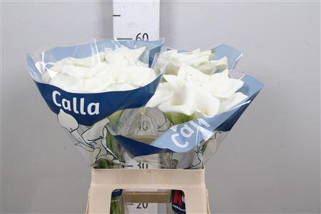 <h4>Zant White Art</h4>