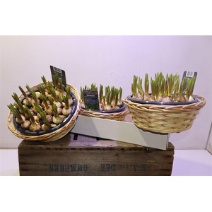 arr8 Arr Muscar Big Smile In Chipwood Mand