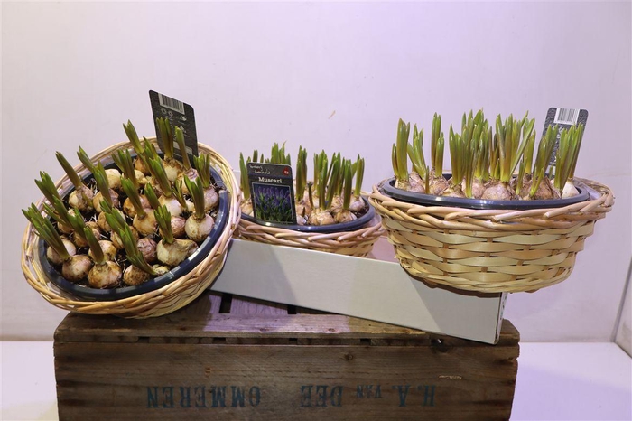 <h4>Arr Muscar Big Smile In Chipwood Mand</h4>