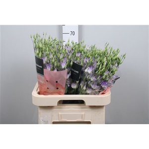 Eus E Botanic Lavender Mist