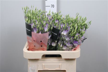 <h4>Eus E Botanic Lavender Mist</h4>