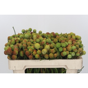 Kaaps Groen Baubles