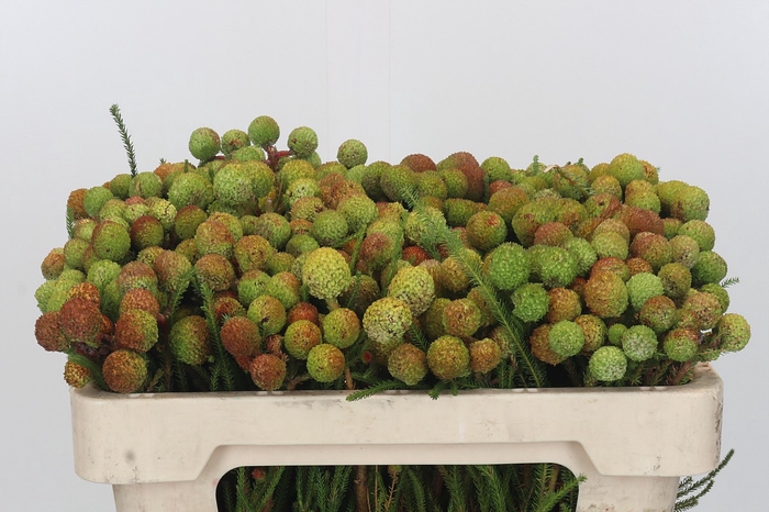 <h4>Kaaps Groen Baubles</h4>