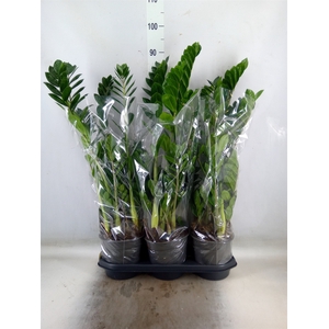 Zamioculcas zamiifolia