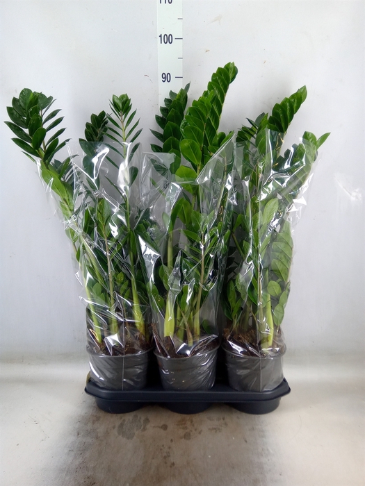 <h4>Zamioculcas zamiifolia</h4>
