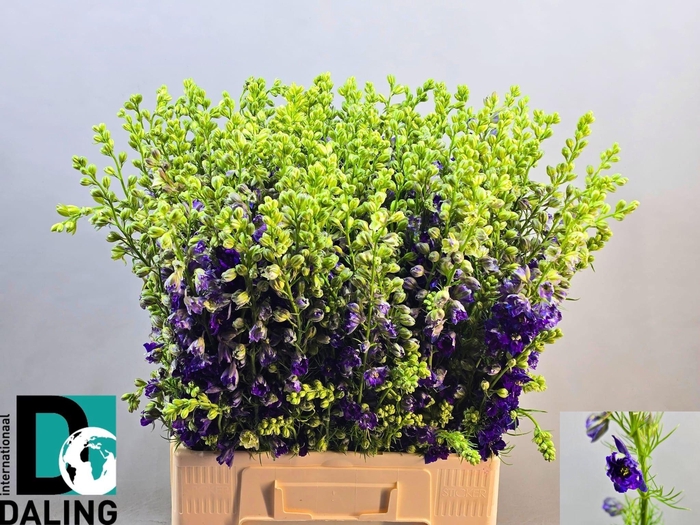 <h4>CONS R Q DARK BLUE</h4>