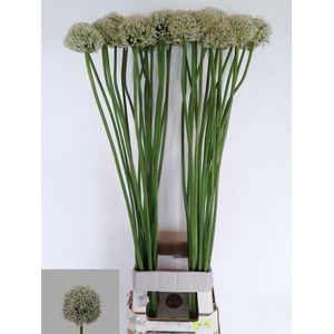 Allium Mount Everest