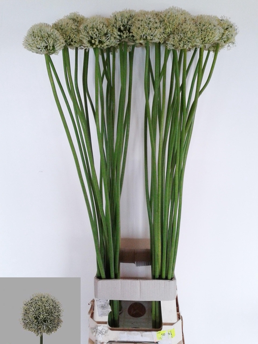 <h4>Allium Mount Everest</h4>