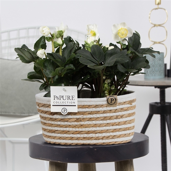 <h4>Helleborus n. Christmas Carol in Pure Fieldbasket Vl</h4>