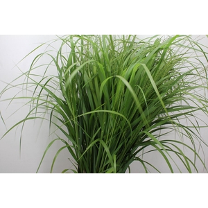 Panicum virgatum 'Squaw'