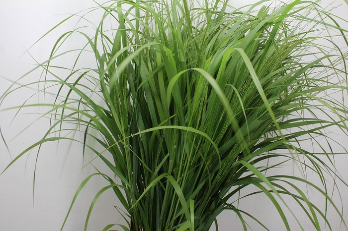 <h4>Panicum virgatum 'Squaw'</h4>