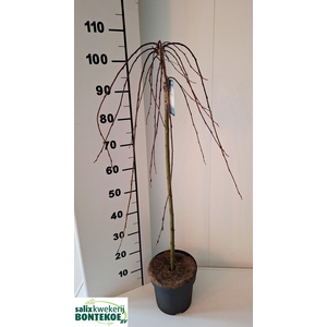 SALIX CAP KILMARNOCK