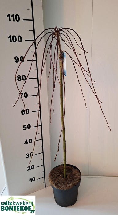 <h4>SALIX CAP KILMARNOCK</h4>