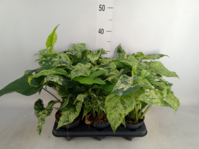 <h4>Syngonium podop. 'Mottled'</h4>