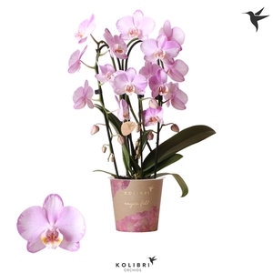 Kolibri Orchids Cascade Niagara fall Xanion 2spike