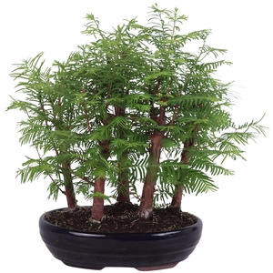 Outdoor Bonsai Metasequoia Forest pot ø22cm in ø22cm oval pot