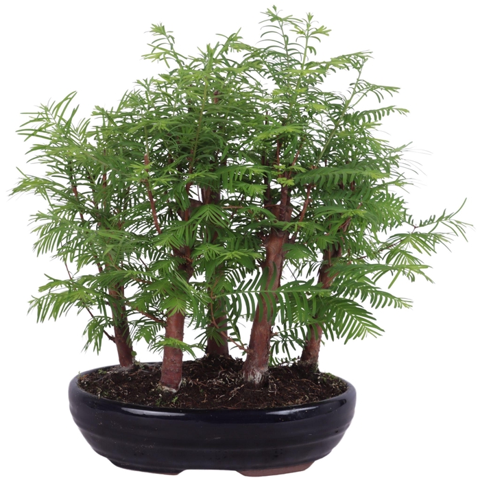<h4>Outdoor Bonsai Metasequoia Forest pot ø22cm in ø22cm oval pot</h4>